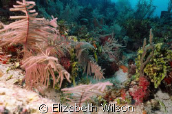 An Array Of Coral

My first Coral shot underwater...it ... by Elizabeth Wilson 